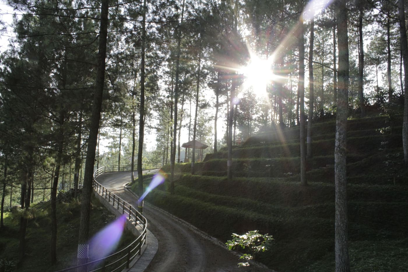 A winding forest path with sunbeams through the trees